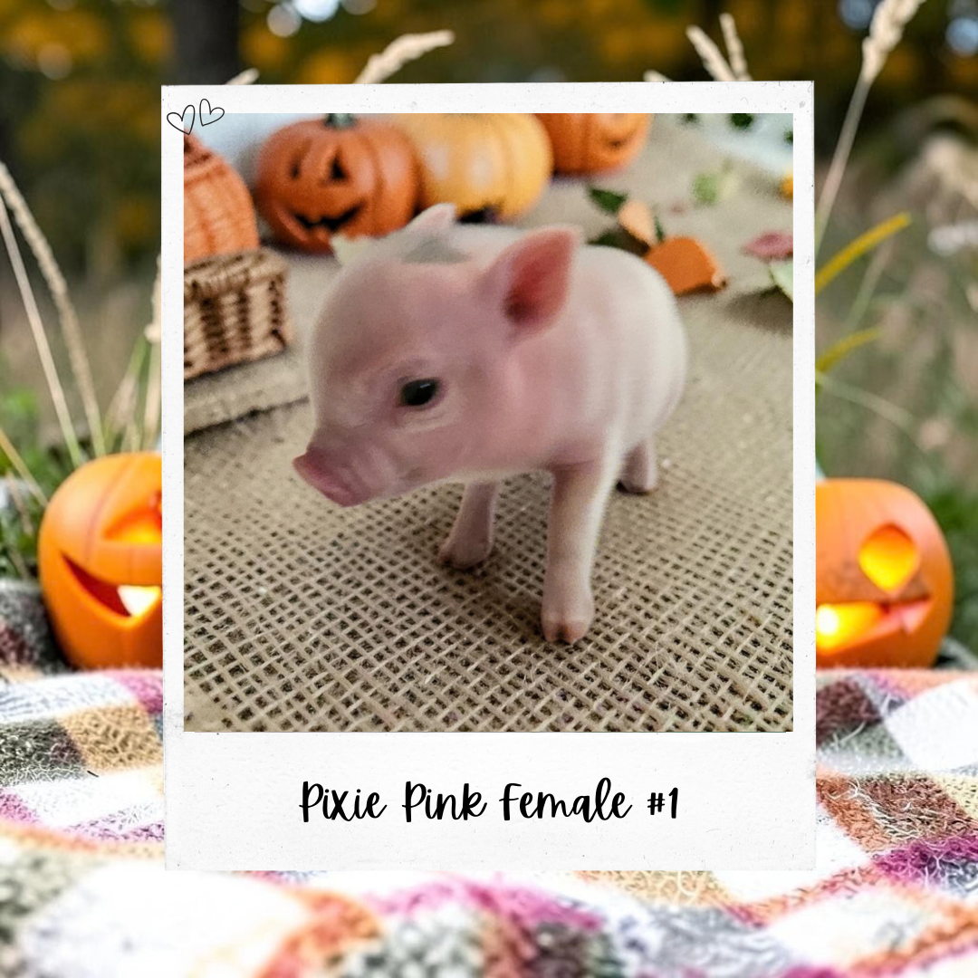Available Pixie Pigs piglet
