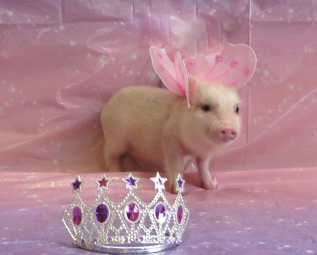 Pixie Pigs piglet