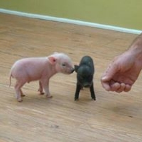 Two piglets meeting nose to nose