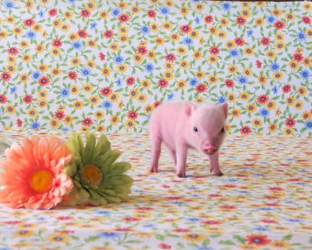 Pixie Pigs piglet
