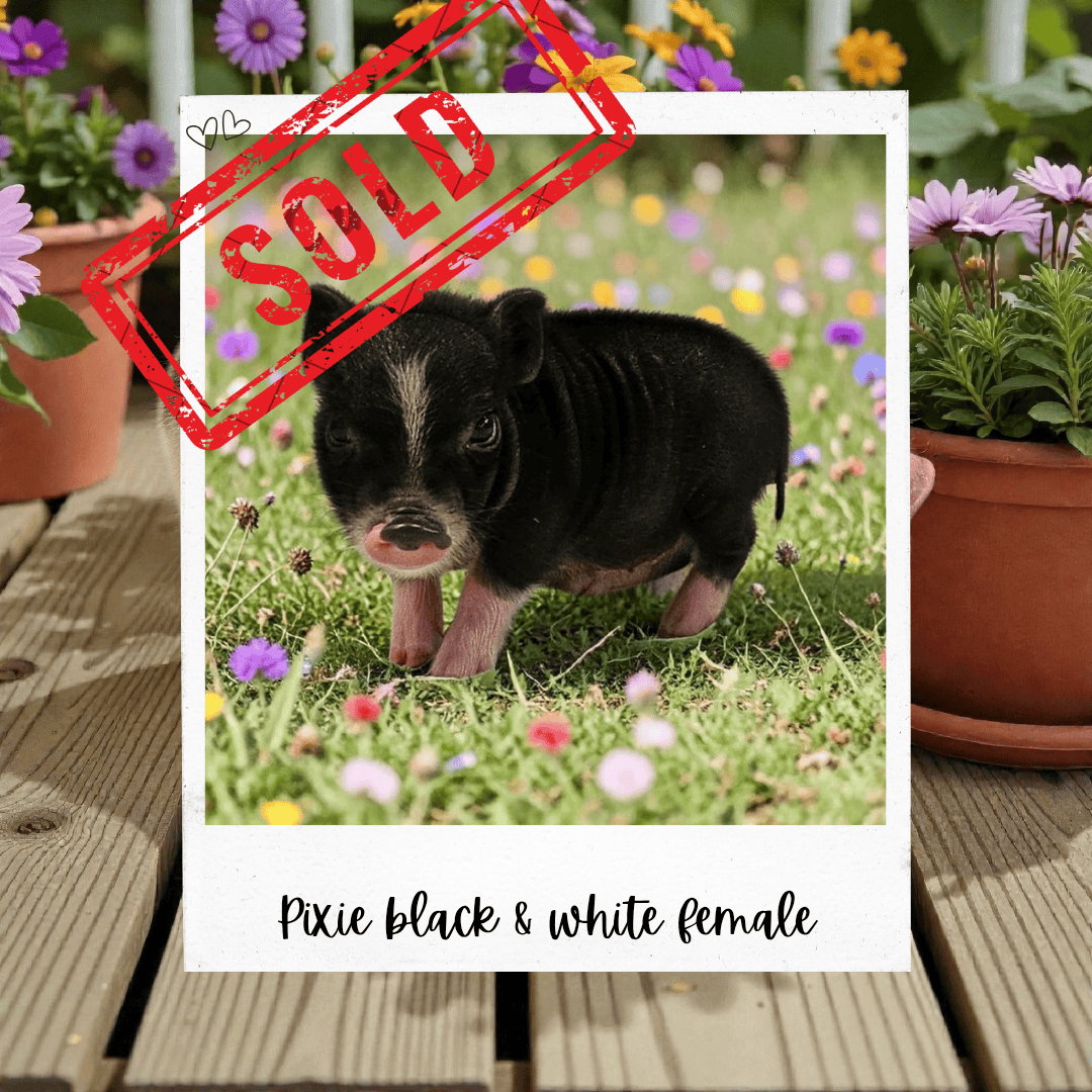 Available Pixie Pigs piglet