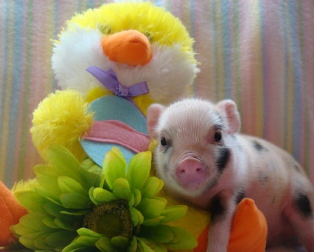 Pixie Pigs piglet