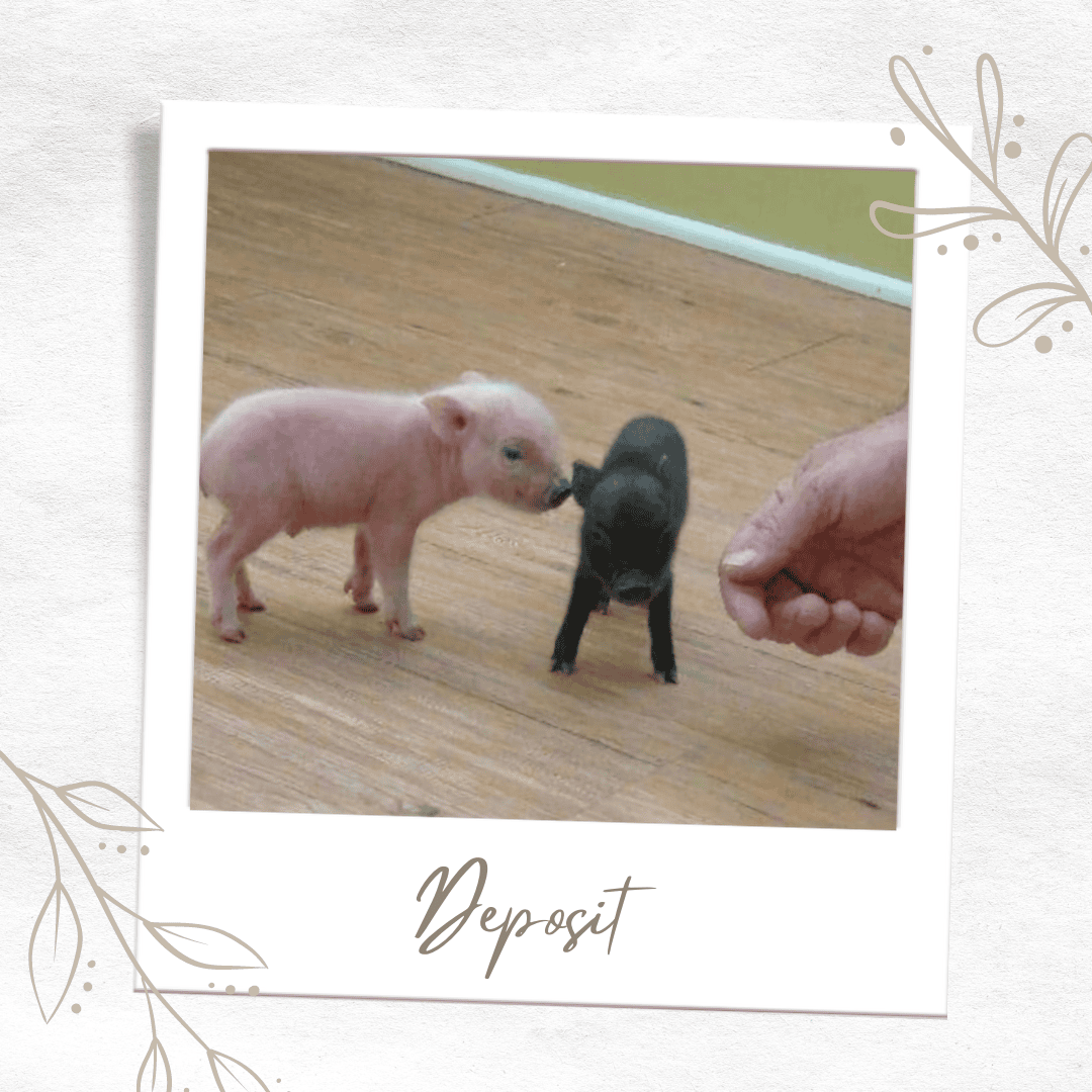 Available Pixie Pigs piglet