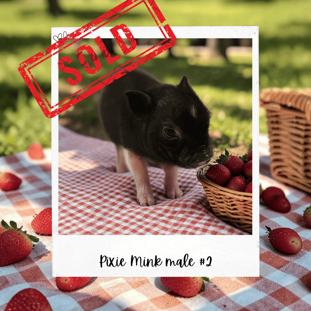 Available Pixie Pigs piglet