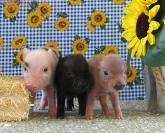 Pixie Pigs piglet