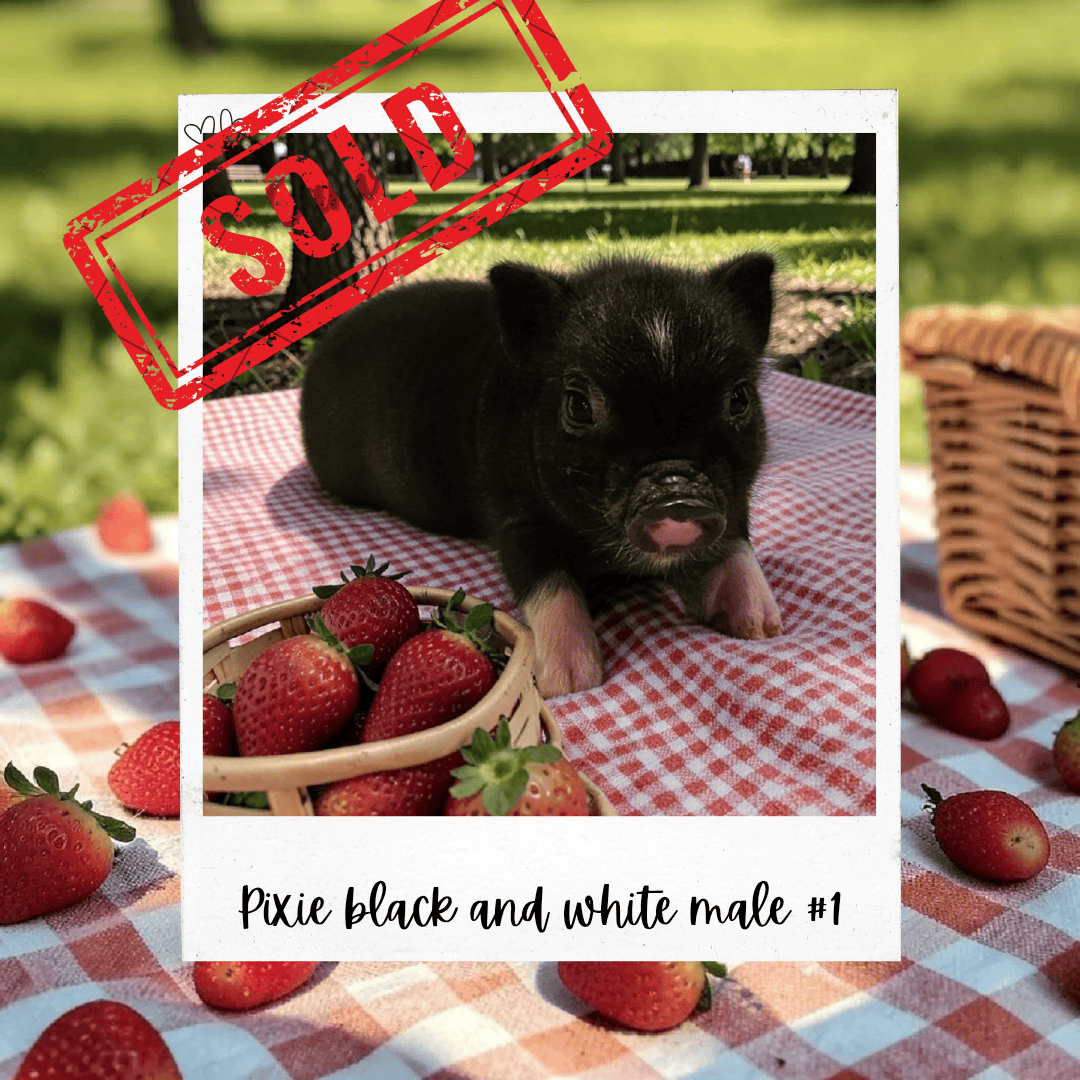 Available Pixie Pigs piglet