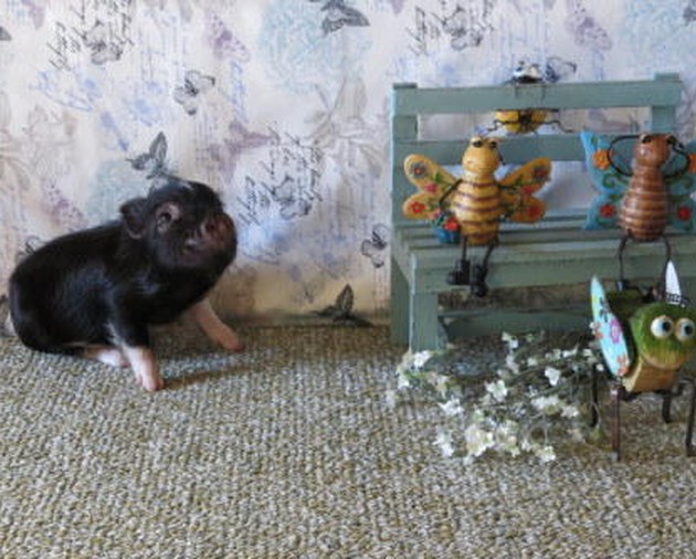 Pixie Pigs piglet