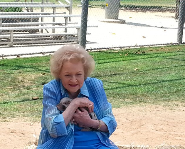 Pixie Pigs piglet
