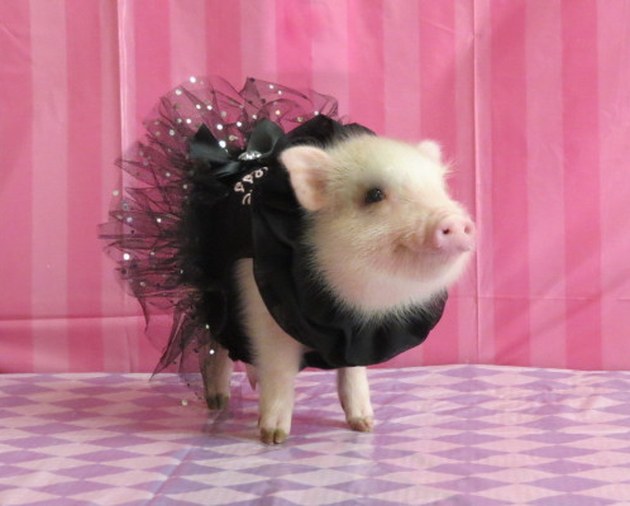 Pixie Pigs piglet