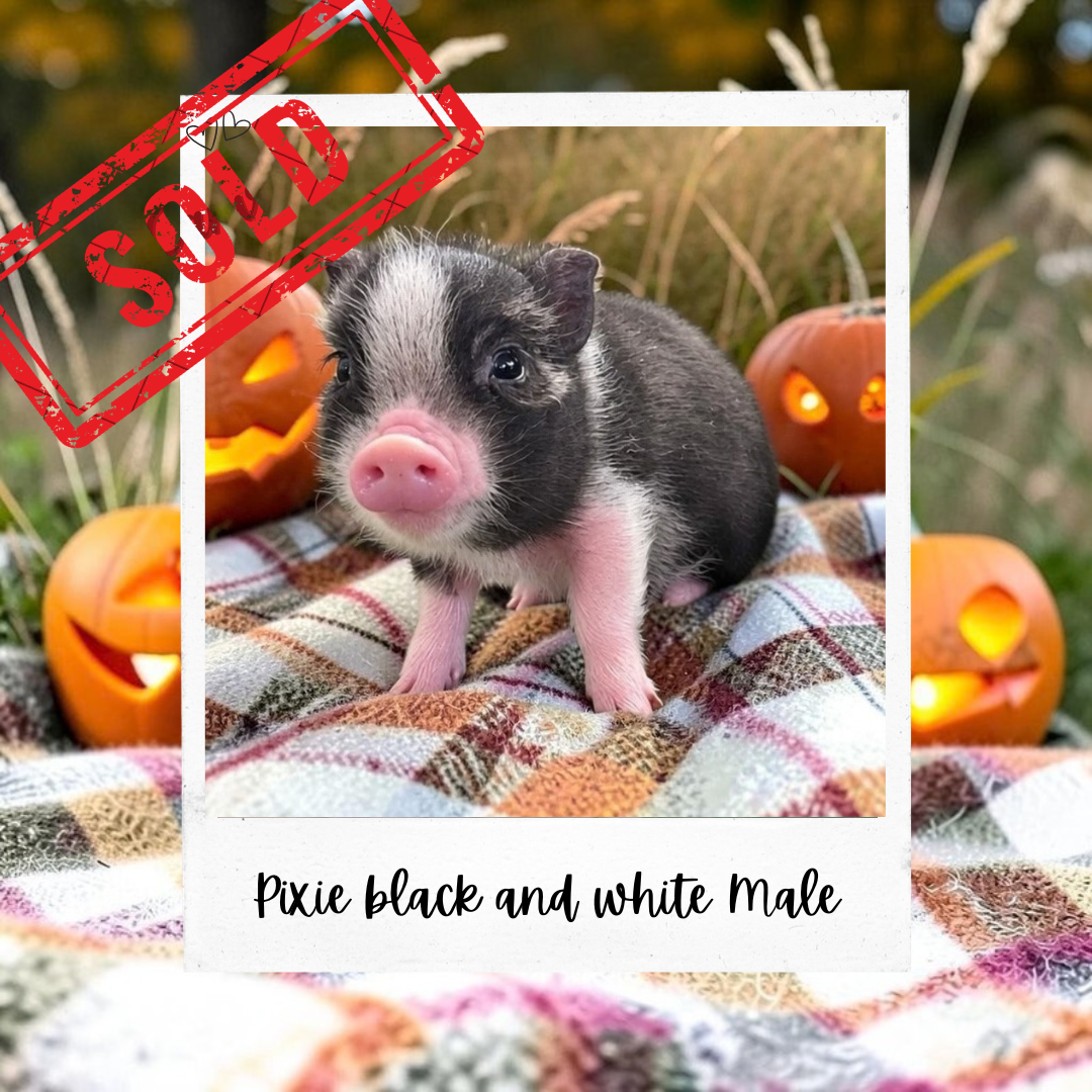 Available Pixie Pigs piglet