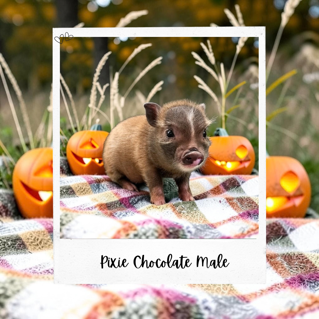 Available Pixie Pigs piglet